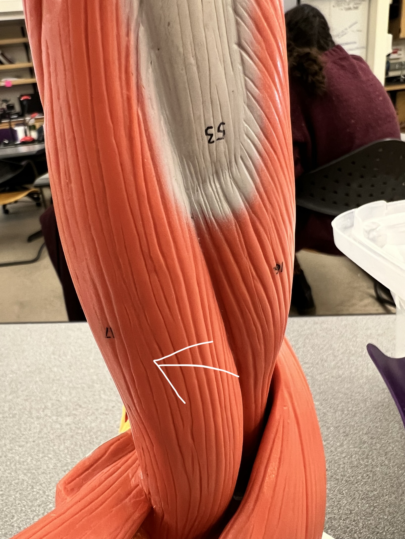 what muscle