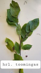 Prunus padus
