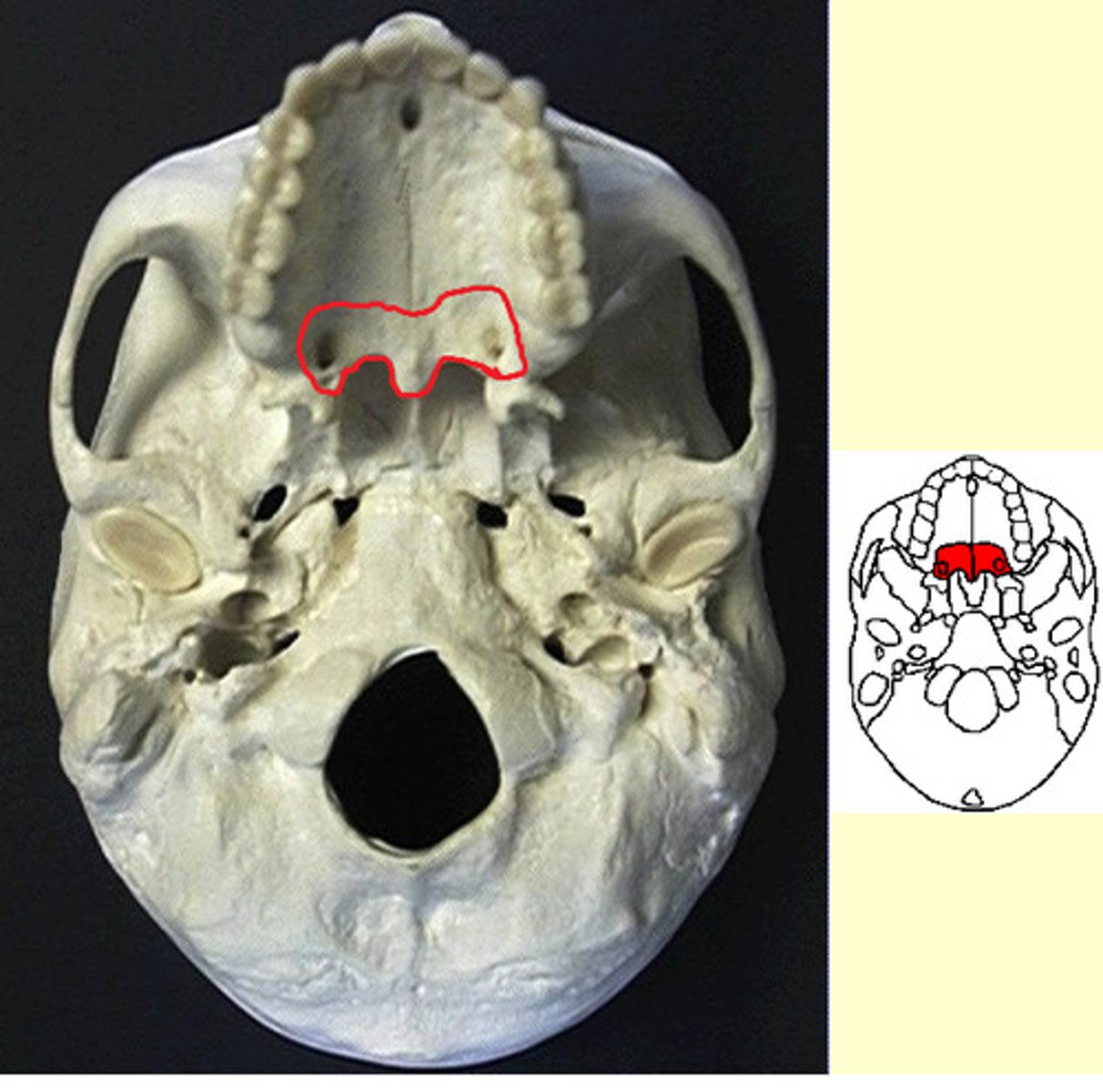 knowt flashcard image