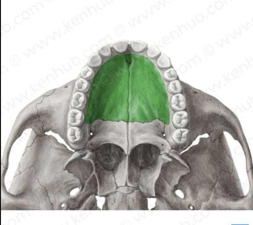 <p>The anterior 2/3s of the roof of the mouth </p>