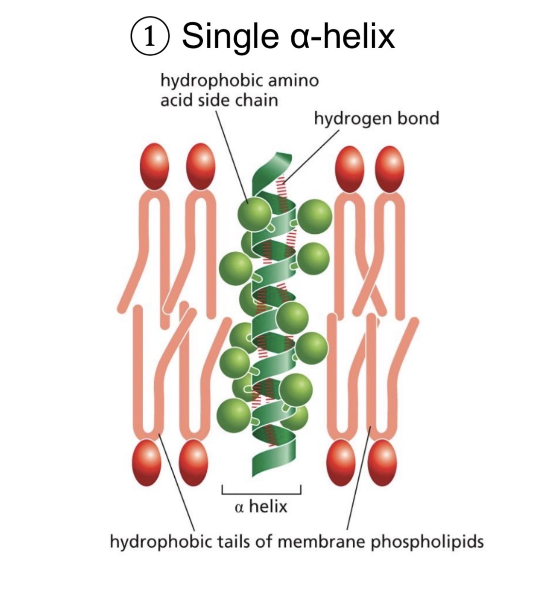 <p>Membrane spanning helix: <span style="color: yellow;">~20 hydrophobic amino acids</span></p><ul><li><p>hydrophobic side chains in the membrane</p></li></ul><p></p>