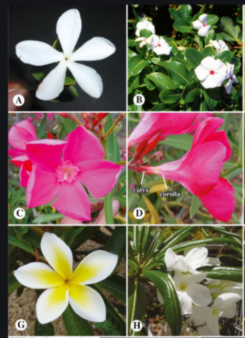 <p>profuse latex, 5 petal flower, simple opposite leaves</p>