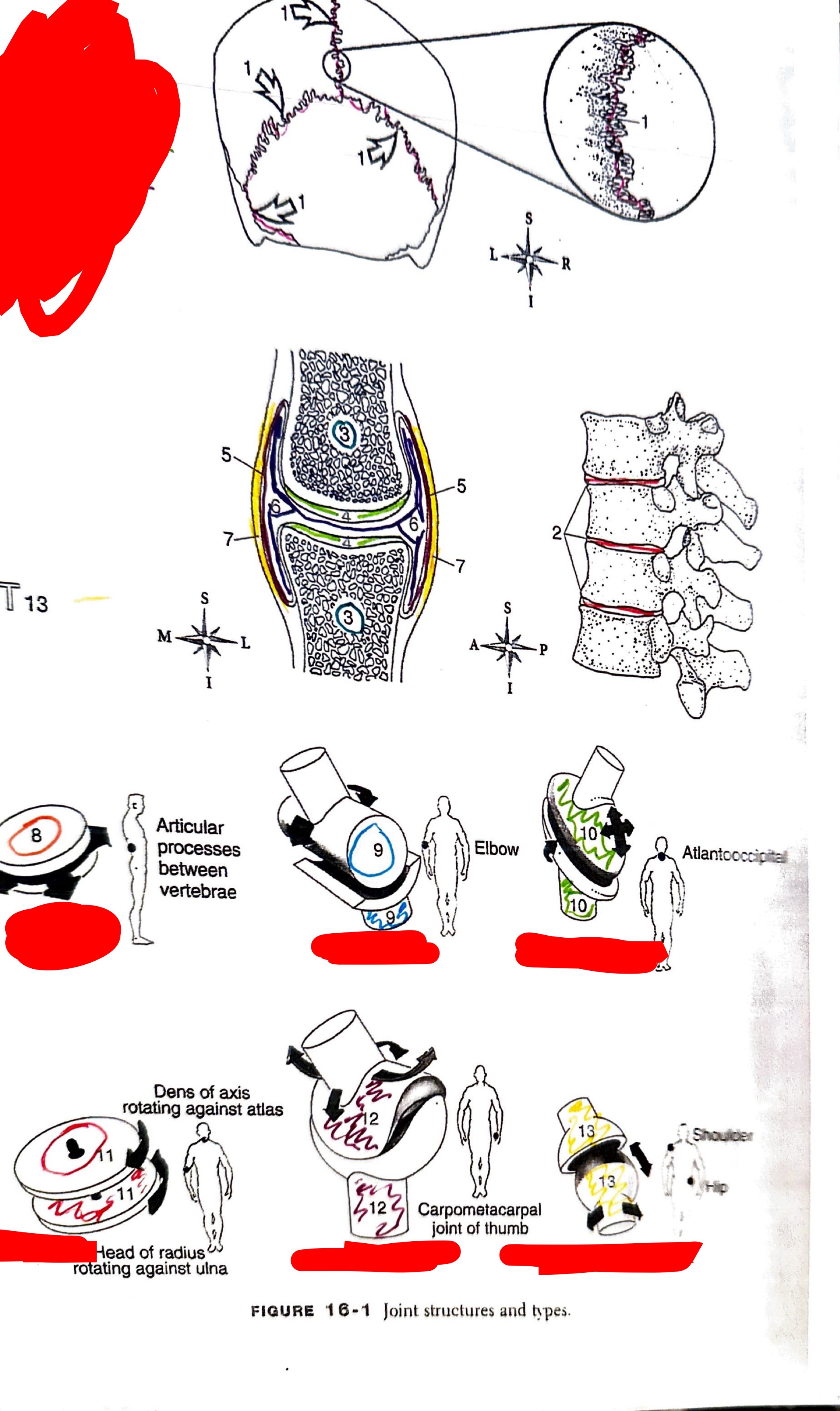 <ol><li><p>fibrous joint</p></li><li><p>cartilaginous joint</p></li><li><p>articulating bone</p></li><li><p>articular cartilage</p></li><li><p>synovial membrane</p></li><li><p>synovial cavity</p></li><li><p>synovial capsule</p></li><li><p>gliding</p></li><li><p>hinge</p></li><li><p>ellipsoid</p></li><li><p>pivot</p></li><li><p>saddle</p></li><li><p>ball and socket</p></li></ol>