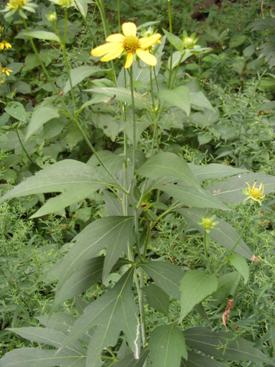 knowt flashcard image