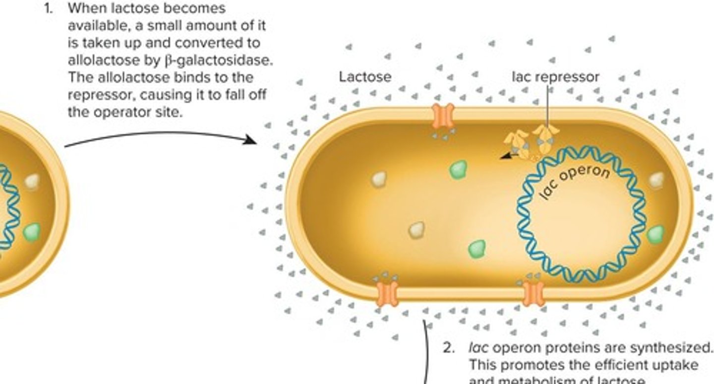 <p>A molecule that binds to the lac repressor and inactivates it, allowing transcription of the lac operon.</p>