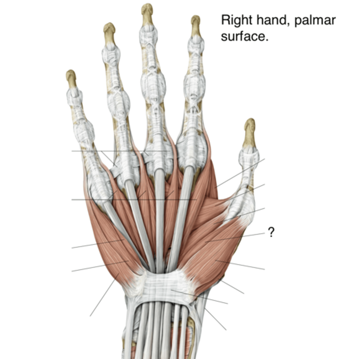 <p>Welke spier is met het vraagteken?</p>