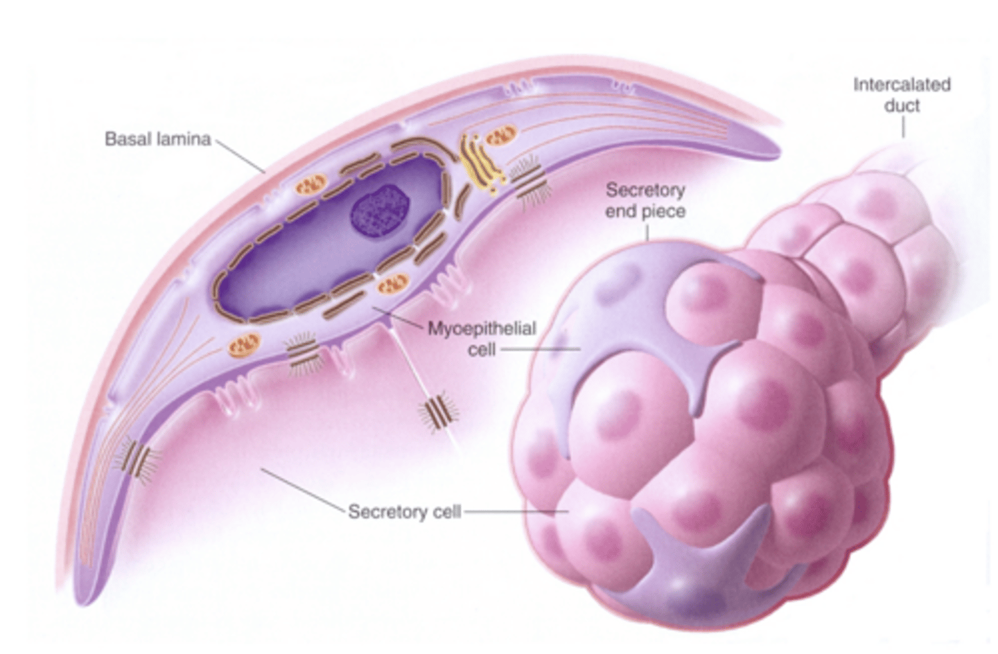 <p>primary</p><p>signals</p>