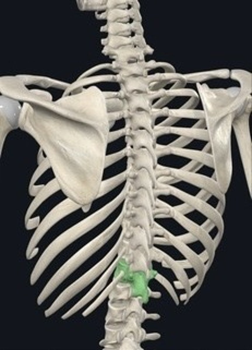 <p>Twelve vertebrae in the upper back. 12 NOON LUNCH</p>