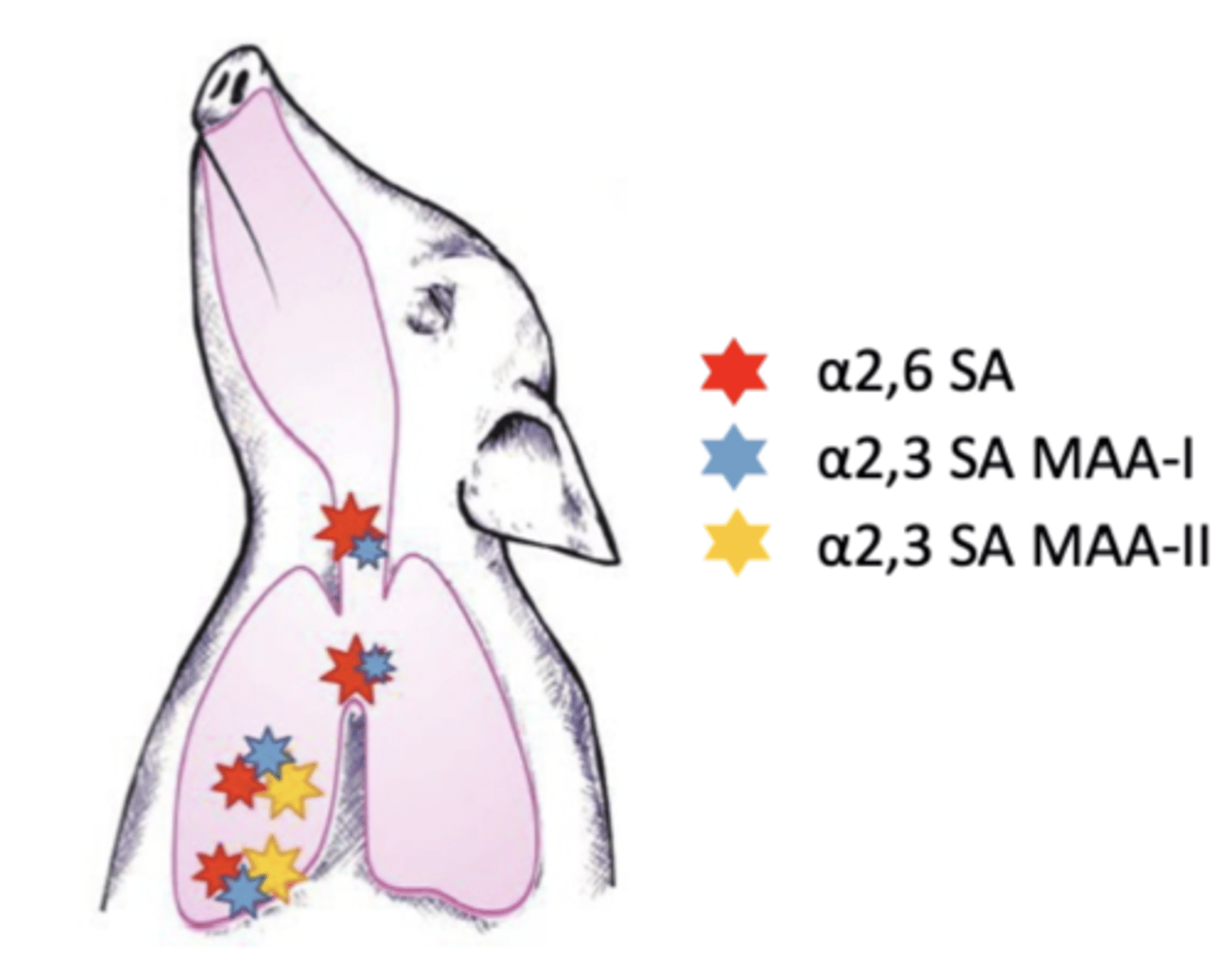 <p><strong>Pigs </strong>Can be infected with both avian and mammalian viruses  <strong>(have both receptors for viruses – a2,3 and a2,6 in trachea)</strong></p><p>Avian Virus Replicates in pigs and gives rise to strains that recognise human receptors</p>