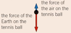 A free body force diagram for the tennis ball.