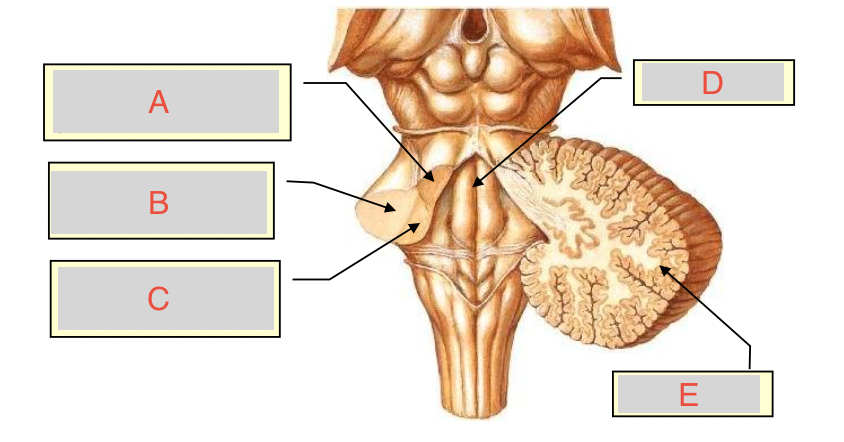 <p>C</p>