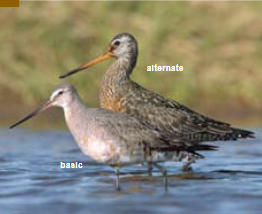 <p><span><span>Limosa haemastica </span></span></p>