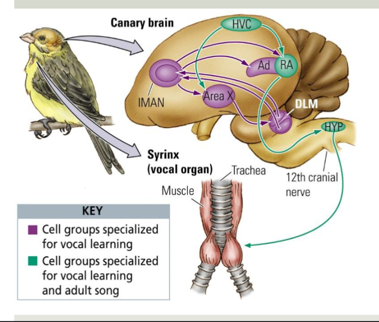 <ul><li><p>door highre vocal control center &amp; nucleus robustus archistriatalis </p></li><li><p>asymmetrie bij sommige soorten (links) </p></li><li><p>grotere structuur bij mannen (seksueel dimorfisme) </p></li><li><p>de mooier zingen &gt; de groter struktuur </p></li><li><p>cellen produceren &amp; reageren op vogelzang </p></li></ul><p></p>