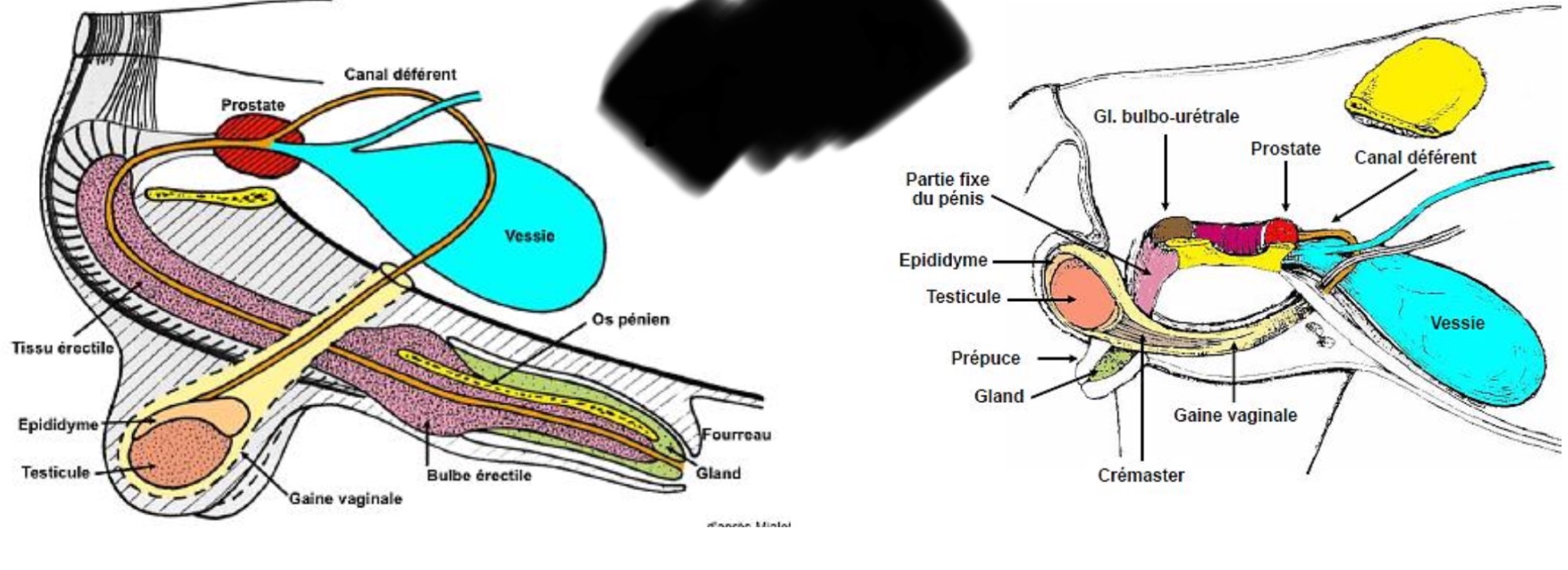 <p>Quel schéma correspond au chat et l’autre au chien ?</p>