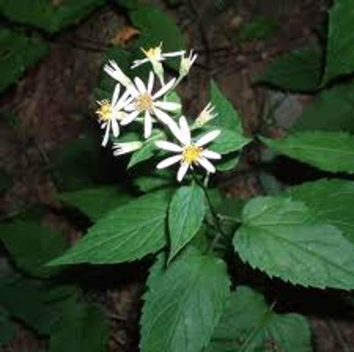 <p>White wood aster</p>
