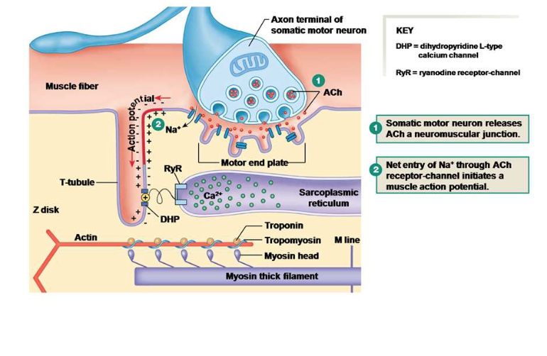 <p>Explain the third step of excitation-contraction coupling.</p>