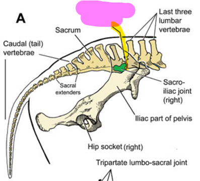 <p>Lumbar + sacrum; allows for hindlegs to move together</p>