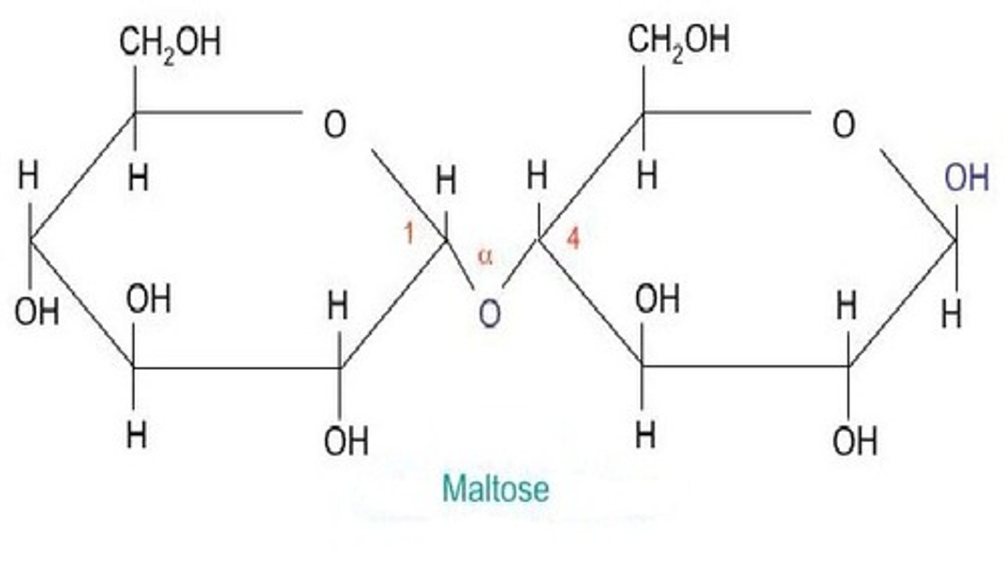 <p>Two alpha glucoses joined together.</p>