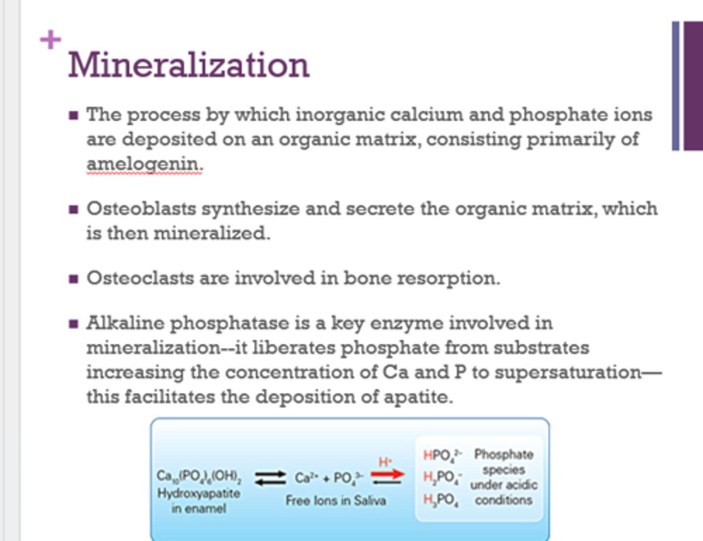 <p>the process by which inorganic calcium and phosphate ions are deposited on an organic matrix, consisting primarily of amelogenin</p>