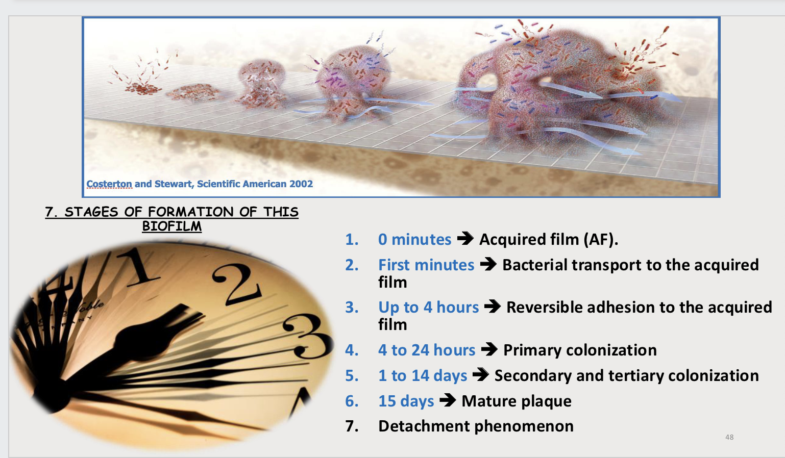 <p>1) Attachment- transient association with surface, followed by adhesion.</p><p>2) Aggregation of cells into micro-colonies, and subsequently growth and matured.</p><p>3) A return to transient motility where biofilm cells are shed.</p>