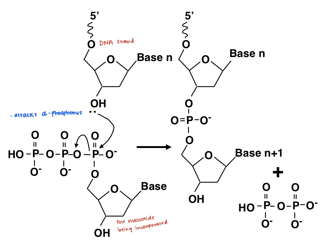 The mechanism of elongation is the same for RNAP; however, each pentose (now a ribose) has an additional hydroxyl group on its 2' carbon.