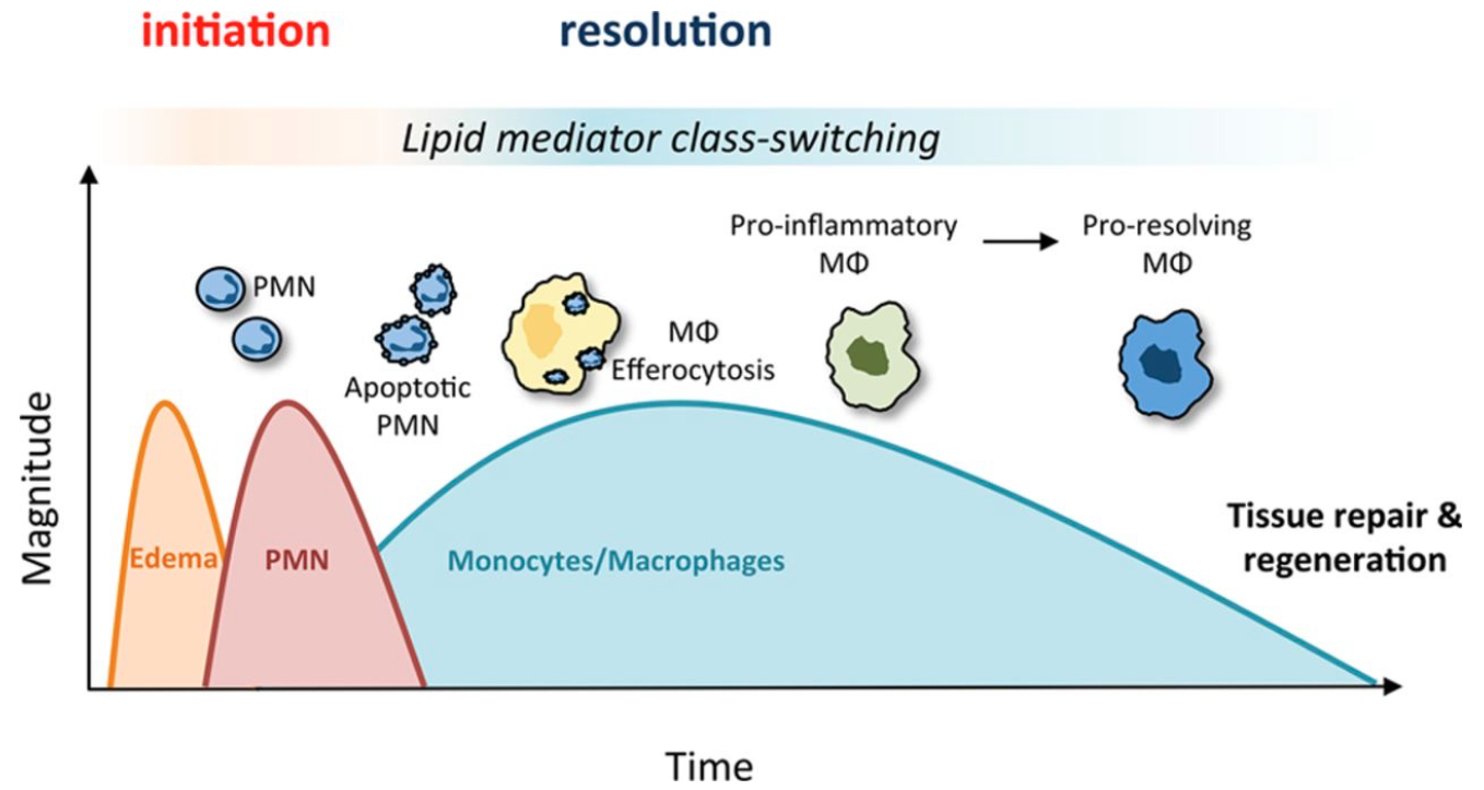 <p><span><span>Innate response (PMNs) → APCs → T cells → B cells → Antibodies → Reactivate innate cells</span></span></p><p></p>