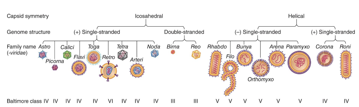 <p>Criteria to define species: host range, cell and tissue tropism (infection ability), pathogenicity, antigenicity, nucleic acid sequence relatedness</p>
