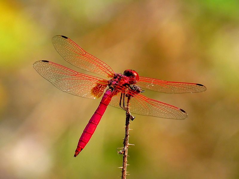 <p>Red dragonfly</p>