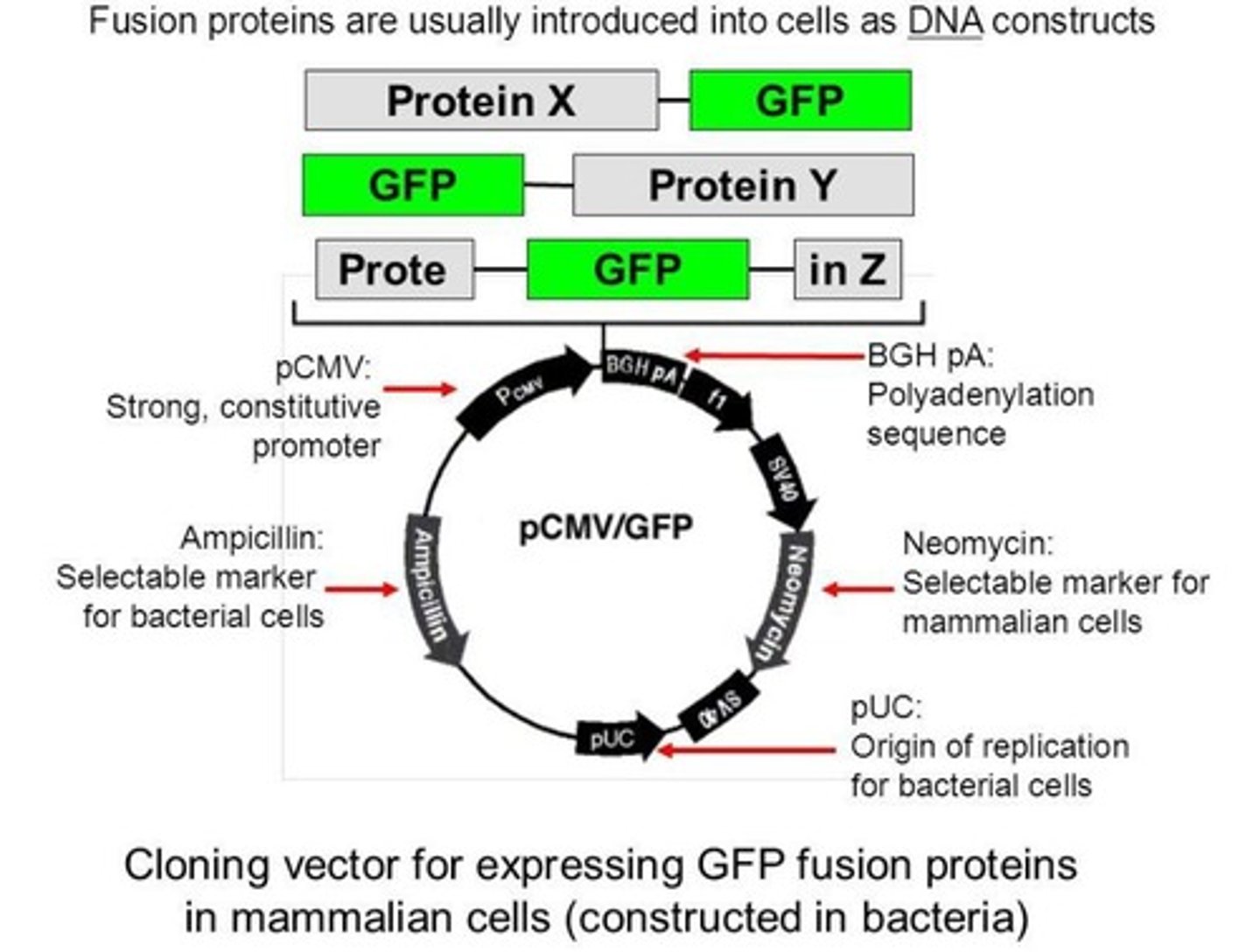 <p>Green fluorescent protein used for tracking.</p>