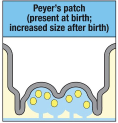 <p>present at birth but grow and mature postnatally</p><p>require microbial signals for full development</p>