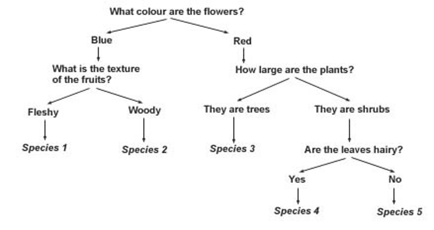 <p>I have a red shrub with hairy leaves in my backyard, which species is it?</p><p>A. 1 B. 2 C. 3 D. 4</p>