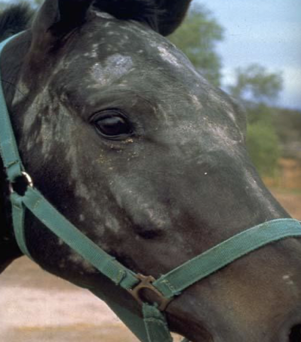 <p>Alopecia, scaling, ulceration on face, neck, chest, ventrum. <strong>Diagnosis:</strong> skin biopsy showing microfilariae; seasonality supports it.</p>