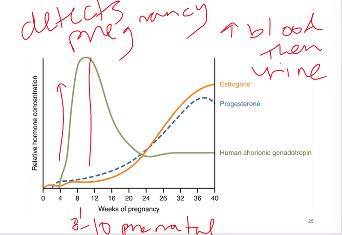 <p>at 8-8 weeks (prenatal) pregnancy can be detected b/c of hcg</p><p>____ tests accurate earliest</p>