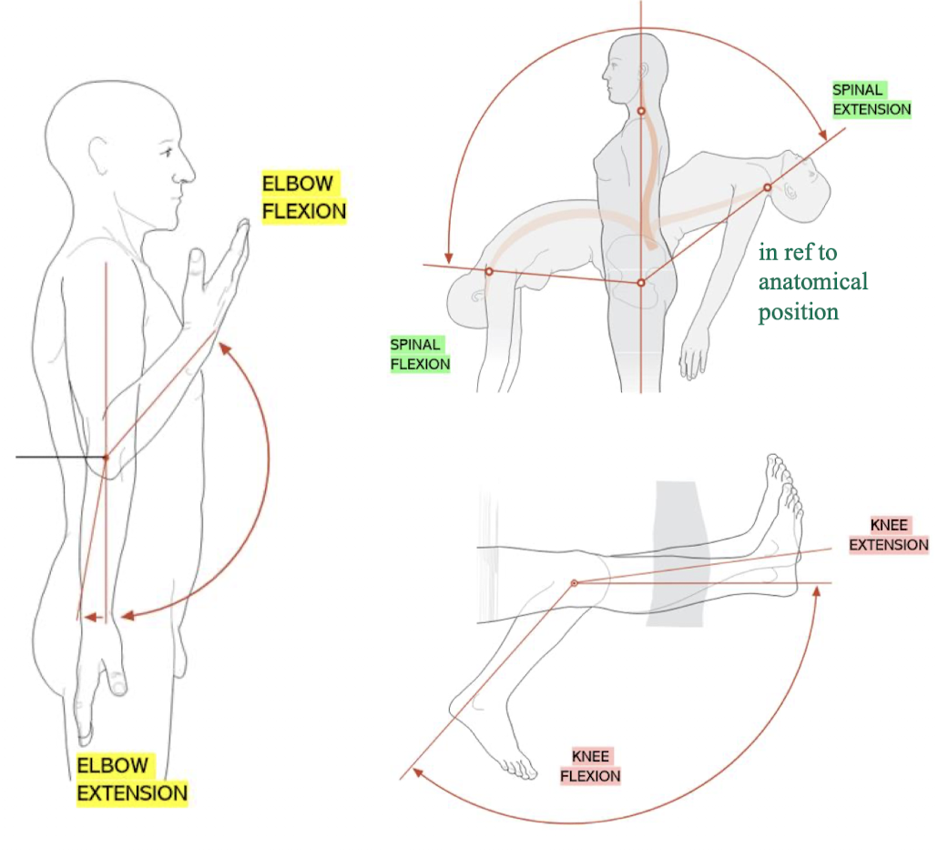 <ul><li><p><strong>flexion</strong> </p><ul><li><p>for extremities - movement that decreases the angle between two body parts</p></li><li><p>for the spine - forward bending</p></li></ul></li><li><p><strong>extension</strong></p><ul><li><p>for extremities - movement that increases the angle between two body parts</p></li><li><p>for the spine - bending backwards</p></li></ul></li></ul><p></p>