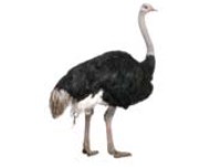 <p>ostrich</p>