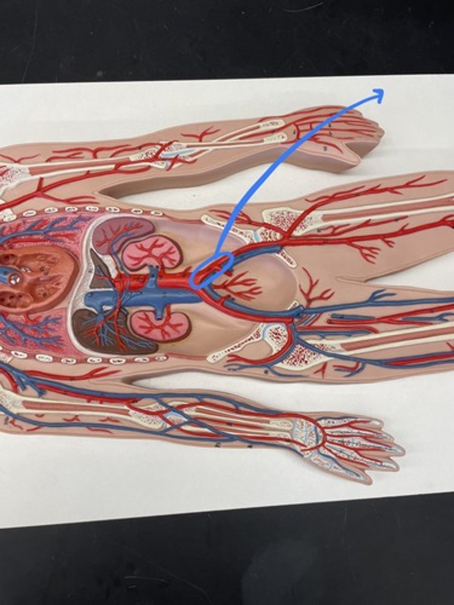 <p>Terminal branches of the abdominal aorta, supplies pelvic organs</p>
