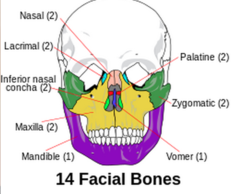 2 nasal bones
2 maxillary bones
2 zygomatic bones
1 mandible
2 palatine bones
1 vomer
2 lacrimal bones
2 inferior nasal bones