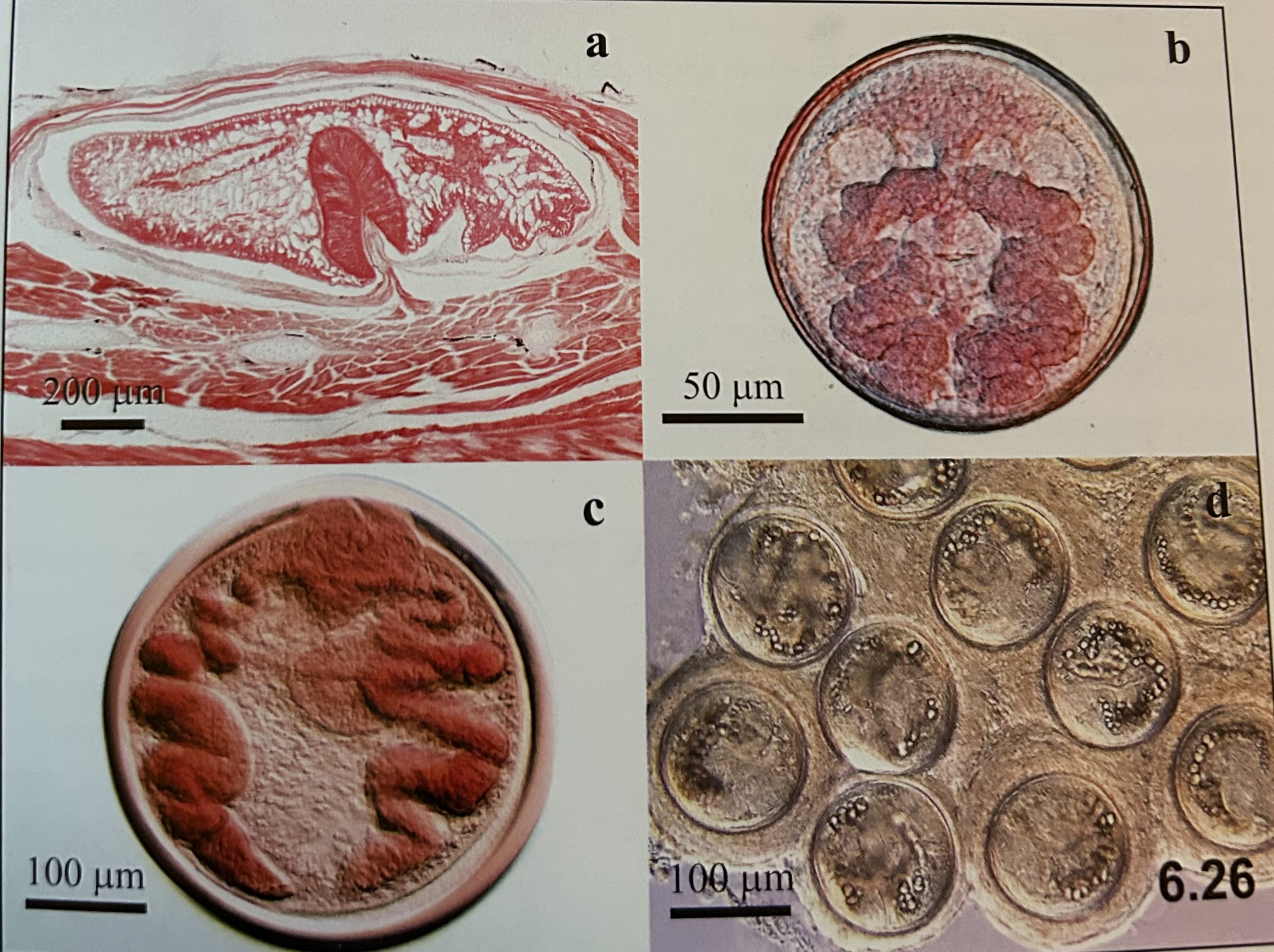 <p>genus and species? (b and c)</p>