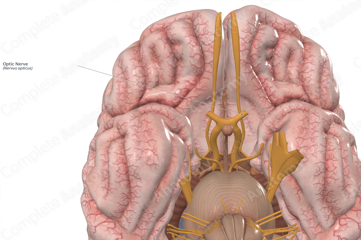 <p>Sensory nerve</p><p>It plays a role in various visual functions, including brightness perception, color perception, contrast sensitivity, and reflexes like the light reflex and accommodation reflex.</p>