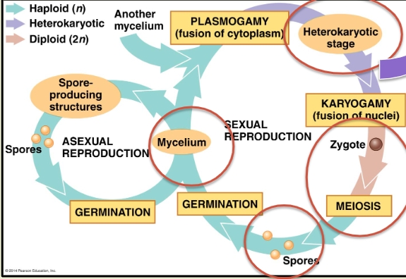 <p><strong>Fungal Reproduction Stages</strong> (Sexual reproduction cycle)</p><ul><li><p class=""><strong>Plasmogamy</strong>: The <strong>fusion of cytoplasm</strong> from two different haploid cells (hyphae) of different mating types. This leads to the formation of a <strong>heterokaryotic</strong> hypha, where each cell has <strong>two distinct nuclei</strong> (one from each parent).</p></li><li><p class=""><strong>Heterokaryotic hyphae</strong>: Hyphae containing genetically distinct nuclei that haven't yet fused.</p></li><li><p class=""><strong>Dikaryotic hyphae</strong>: A type of <strong>heterokaryotic hypha</strong> where each cell contains exactly <strong>two different nuclei</strong> (one from each parent).</p></li><li><p class=""><strong>Karyogamy</strong>: The <strong>fusion of the nuclei</strong> (from the dikaryotic hyphae), resulting in a <strong>diploid</strong> cell. This is a key step before meiosis occurs, leading to the production of new haploid spores. That germinate into a new mycelium.  </p></li></ul><p></p>