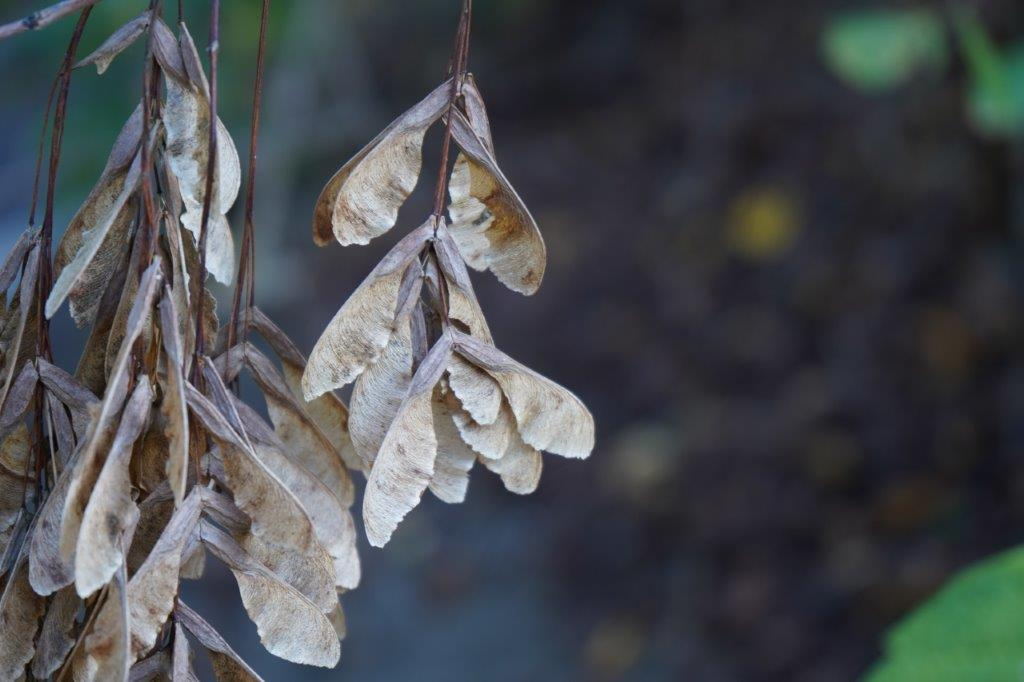 <p>Common name: boxelder, river maple</p><p>Family: Aceraceae</p><p>Natural history: Little or no commercial value, used for boxes, crates, pallets, etc. Fruits mature in the fall, persist through winter and eaten by songbirds and small mammals.</p>