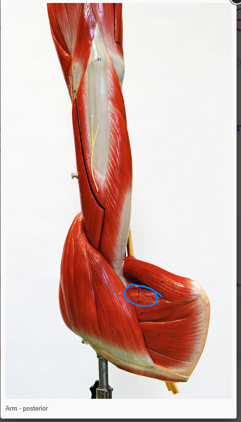 <p>What is the function of the muscle circled </p>