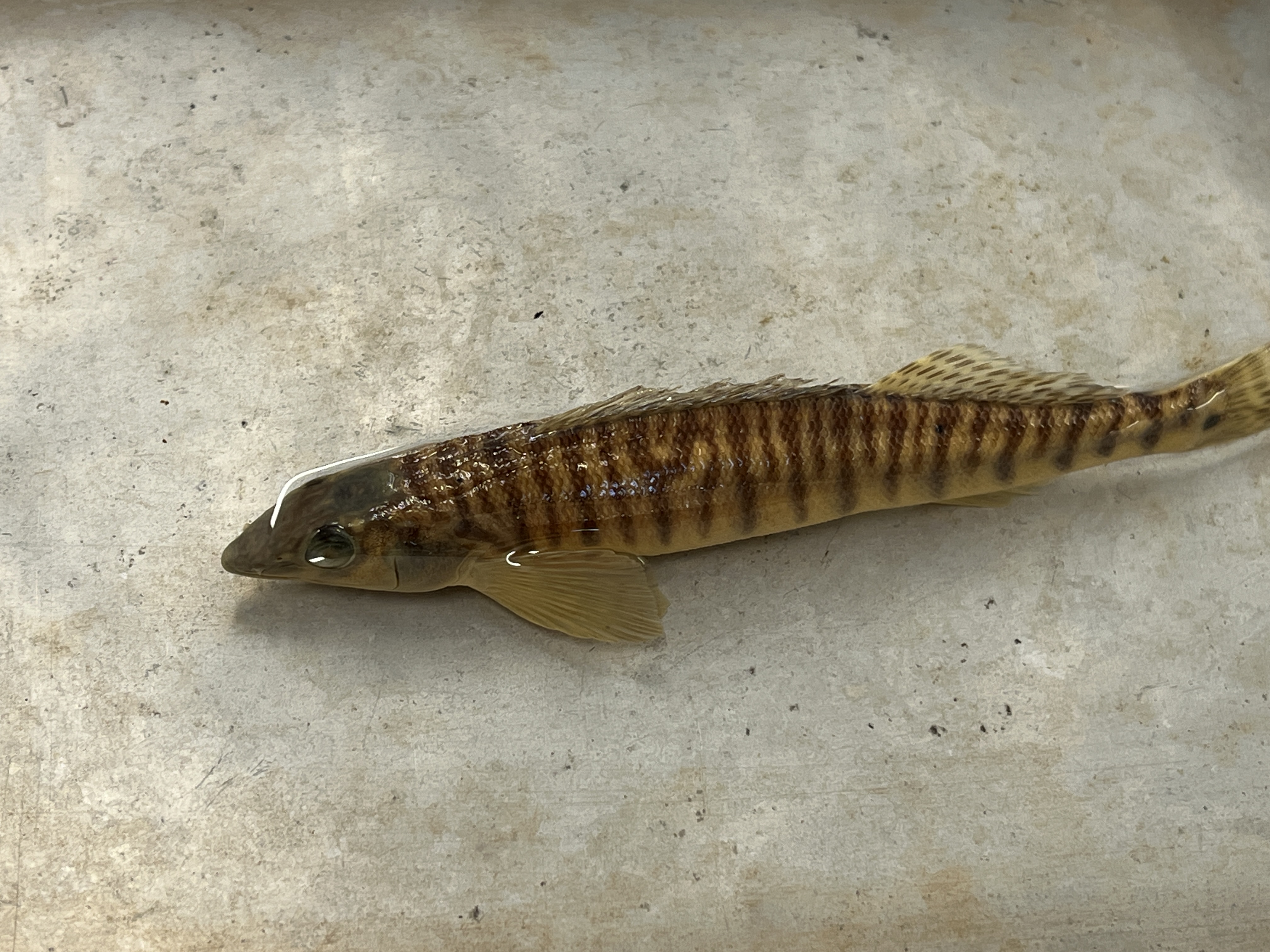 <p>Roanoke Logperch</p>