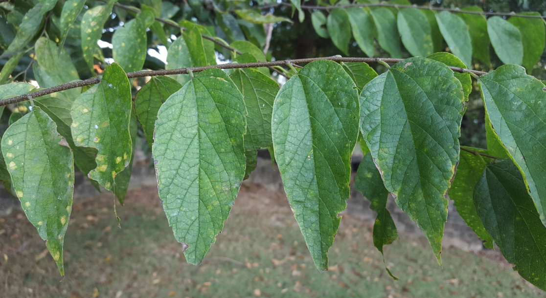 <p>sugarberry</p>