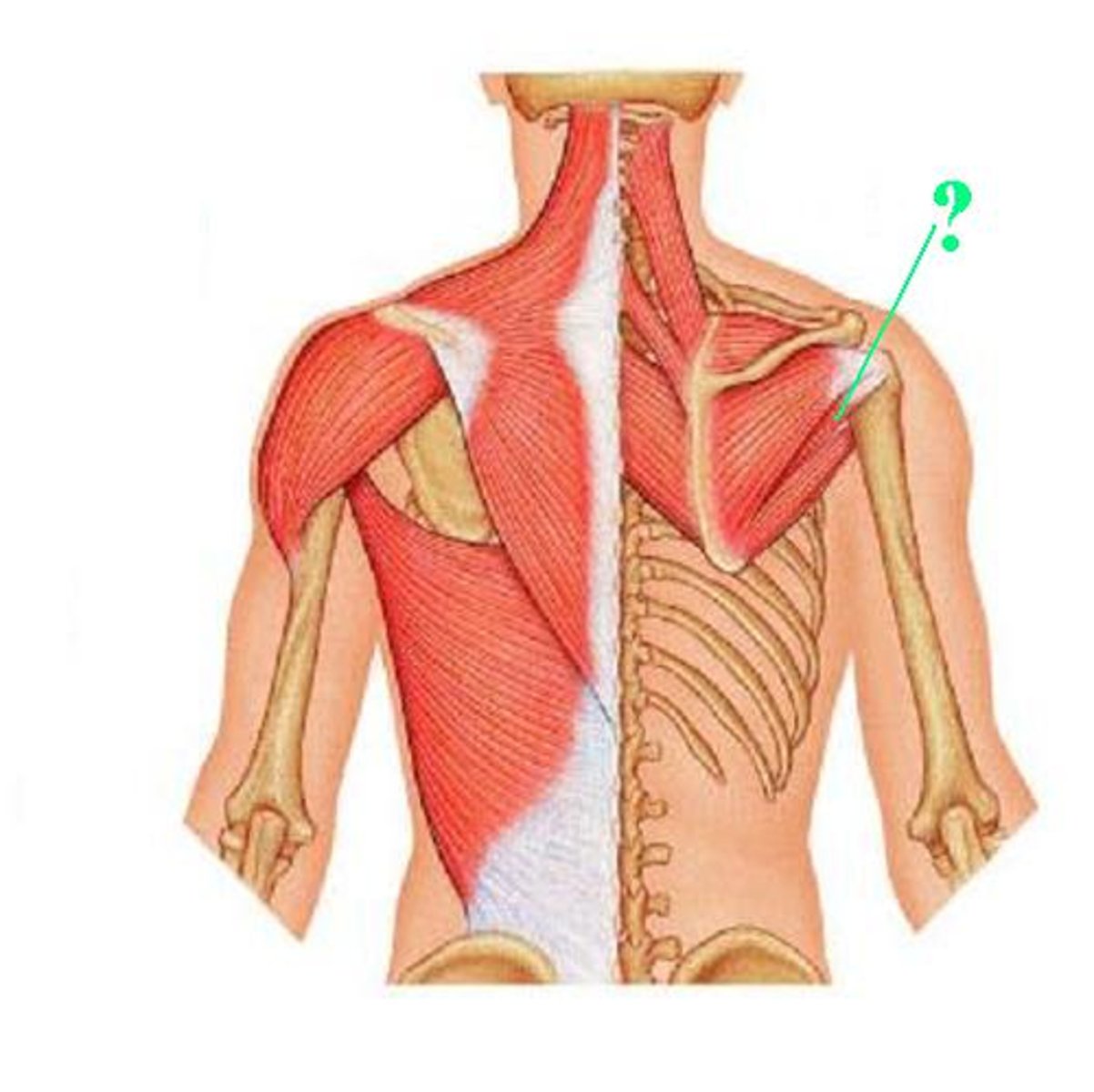 <p>Idenitfy the indicated muscle</p>