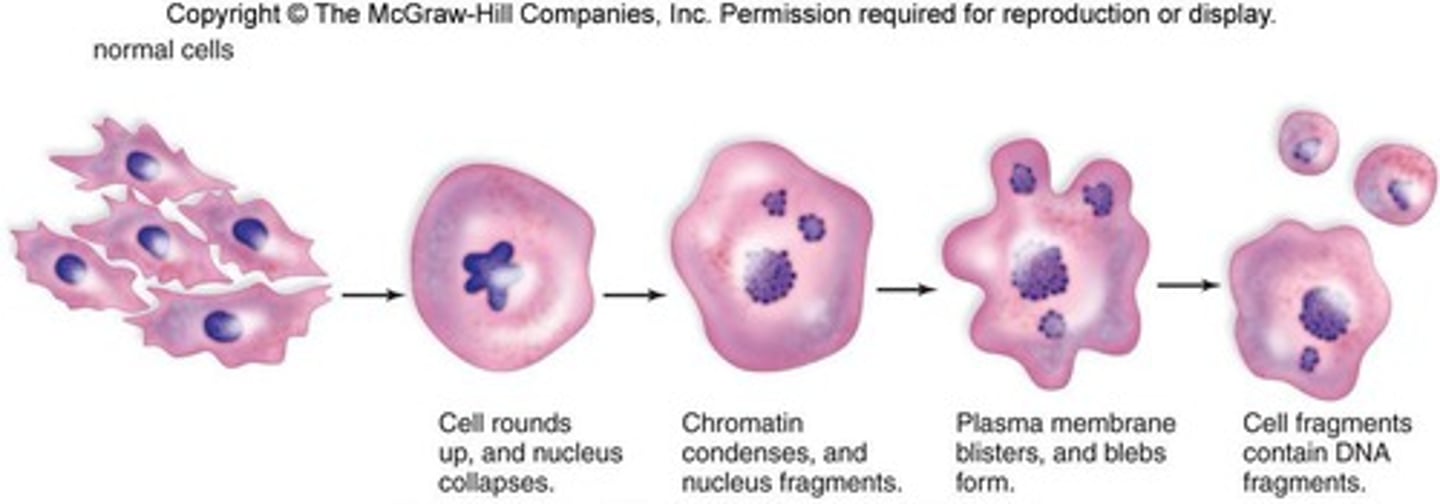 <p>Programmed cell death important for cancer cell control.</p>