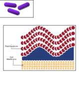 <p>Gram-positive or Gram-negative?</p>