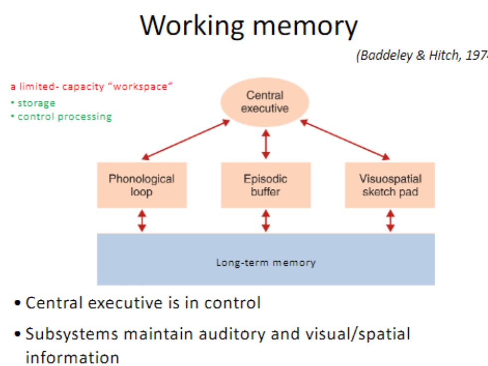 <p>baddeley</p><p>limited capacity “workspace”</p><p>*storage and control processing</p><p>central executive is in control</p><p>subsystems maintain auditory and visual/spatial information</p>