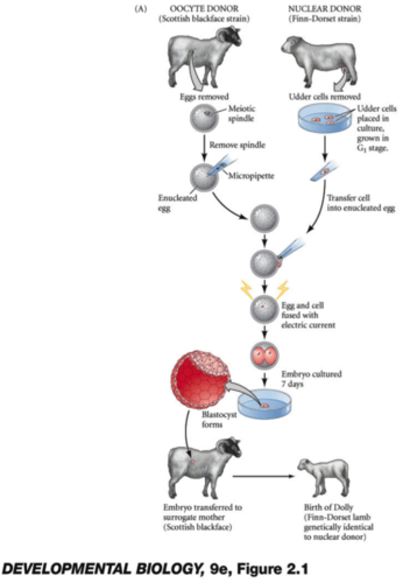 <p>The introduction of the nucleus of a somatic cell into an egg cell that has been stripped of its genetic material for the purpose of cloning a whole organism.</p>