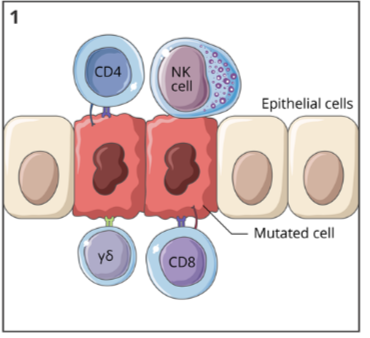<ul><li><p>when a tumour cell arises in a tissue, the immune system can quickly act to remove it</p></li><li><p>a variety of immune cells, including NK cells, cytotoxic T cells, and helper T cells, can recognize the altered cell and work to eliminate it</p></li></ul><p></p>